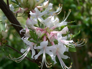 Azaleas